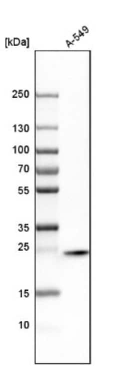 Syntaxin 8 Antibody, Novus Biologicals 25 &mu;L; Unlabeled:Antibodies,